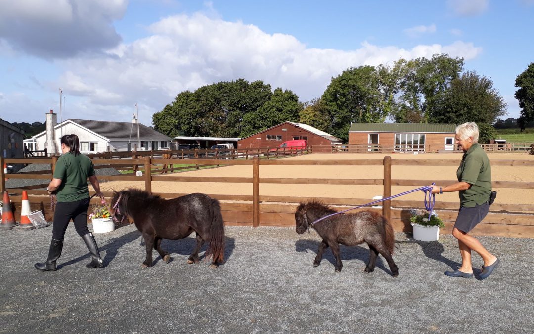 Halter Training Our Foals!