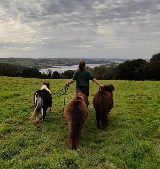Room with a view for the winter….