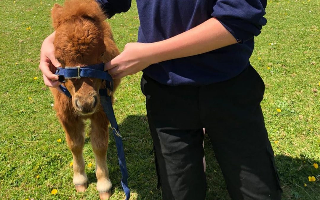 Weaning and halter training