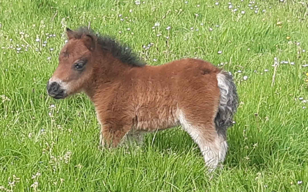 2023 foals have started to arrive!